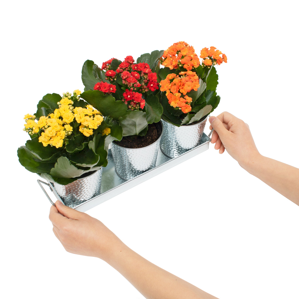 Galvanized planter pots with extra flowers held on top of the tray