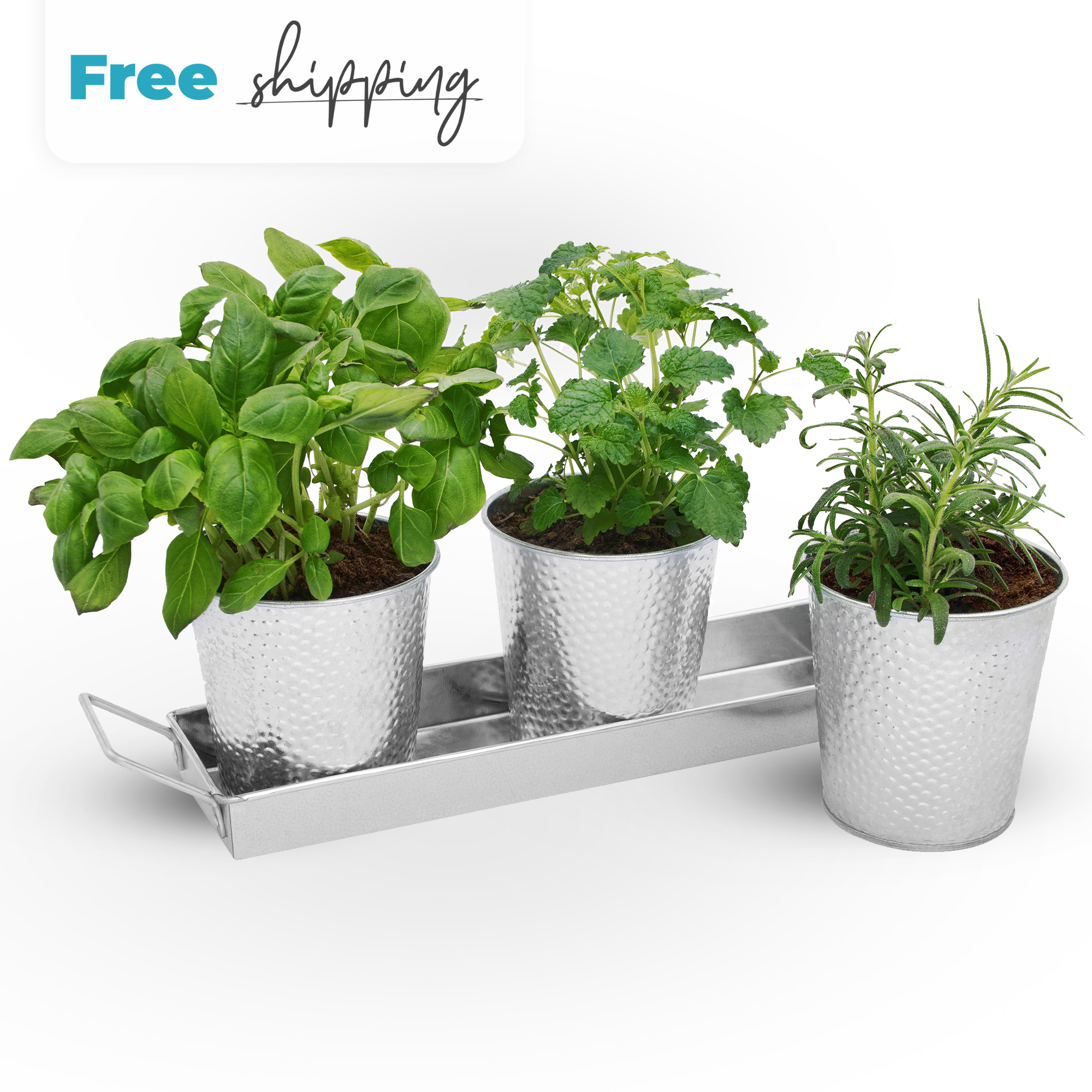 Planter pots with tray set featuring nice herbs